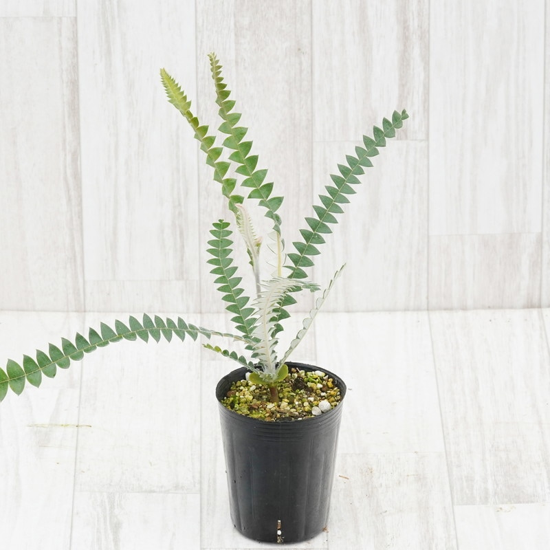 バンクシア スペシオーサ 5号（プロテア、グレビレア、リューカ