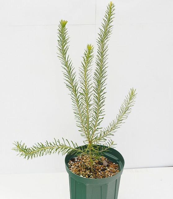 ヒースバンクシア　エリシフォリア　5.5号鉢 楽天市場】NEW バンクシア エリシフォリア 苗木 5号 プラ鉢入り