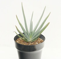 ���������ץꥫ�ƥ��ꥹ��5��ȭ