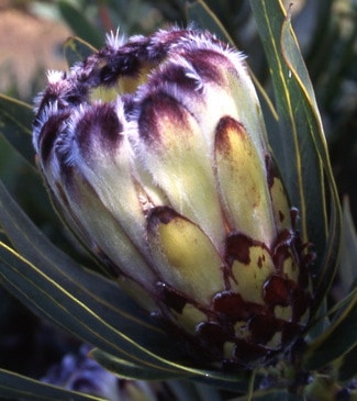 プロテア ロリフォリア 5号（バンクシア、グレビレア、リューカ