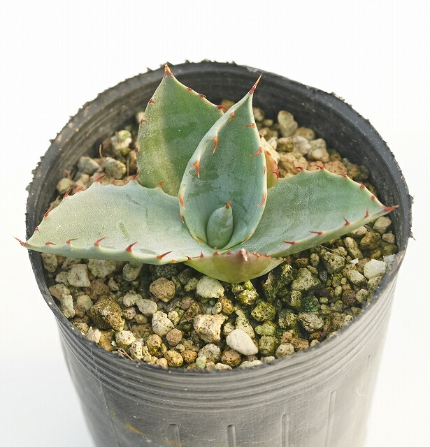 アガベ・コロラータ 2号ロングポット | | アガベ（リュウゼツラン