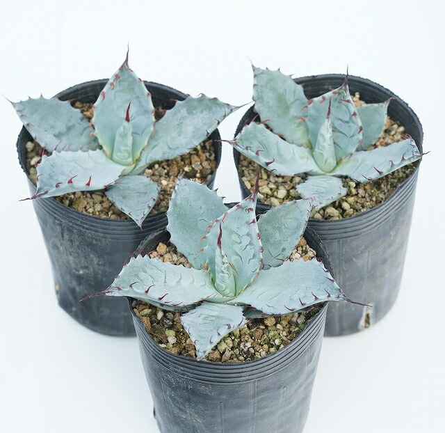 m&m MASSES Shade 鉢植え アガベ チタノタ 植木鉢 マシス NEW RELEASE by MASSES x M&M｜TYPE-5 “CONCH” from April 29th