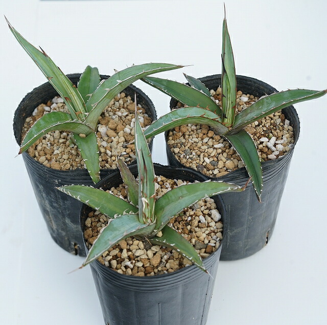 アガベキシロナカンサブルー 種子] アガベ キシロナカンサブルー Agave xylonacantha blue｜多肉