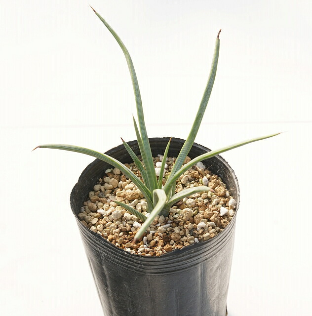 アガベ・グラシエラ 3号ロングポット | | アガベ（リュウゼツラン