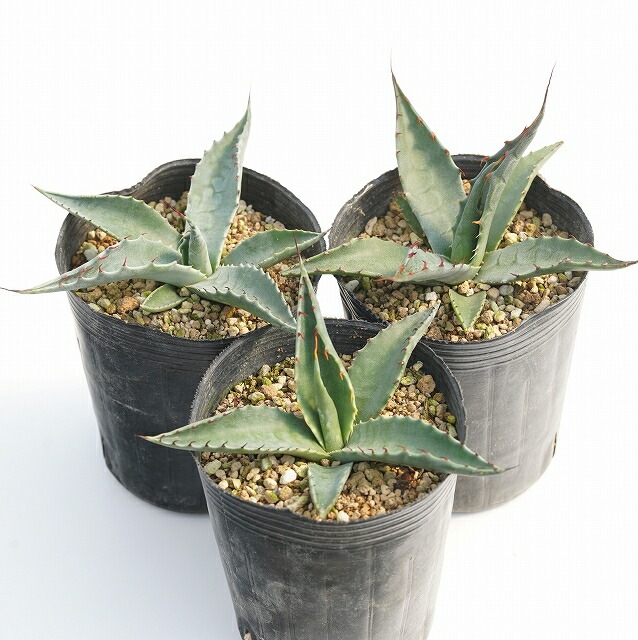 アガベ・グラシリペス 3号ロングポット×3株セット | | アガベ