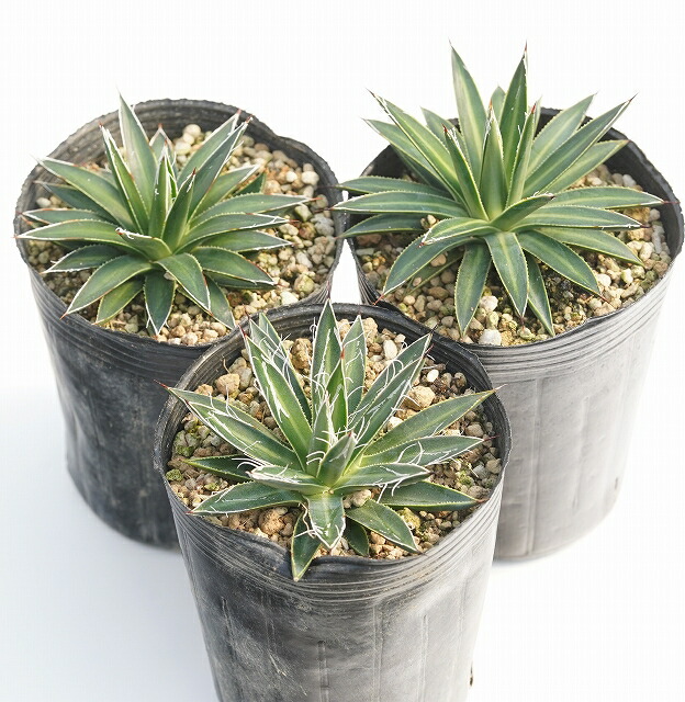 アガベ リュウゼツラン 交配種 【公式通販】