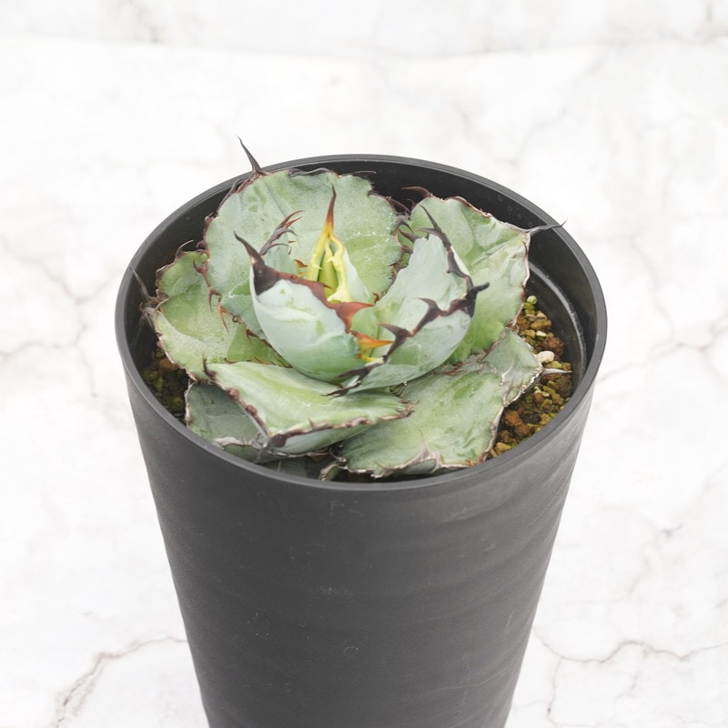 アガベ・チタノタ「ブラック＆ブルー」4.5号鉢 ※ブラックアンドブルー