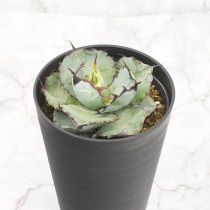 ١Υ֥֥å֥롼4.5ȭ֥åɥ֥롼