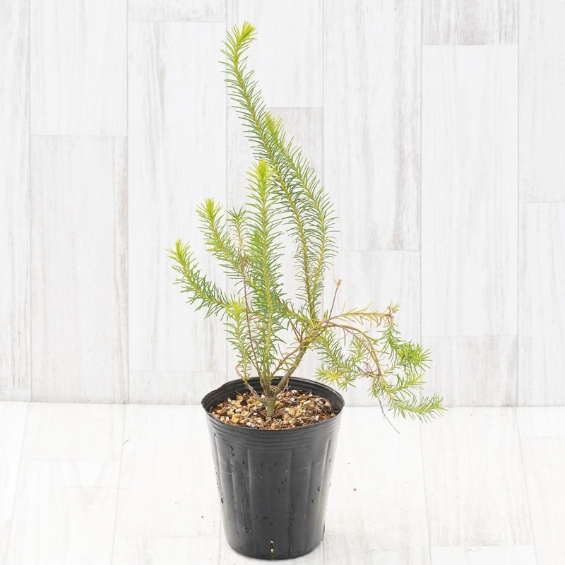 バンクシア・ラリシナ 4号ロングポット | | ネイティブプランツ