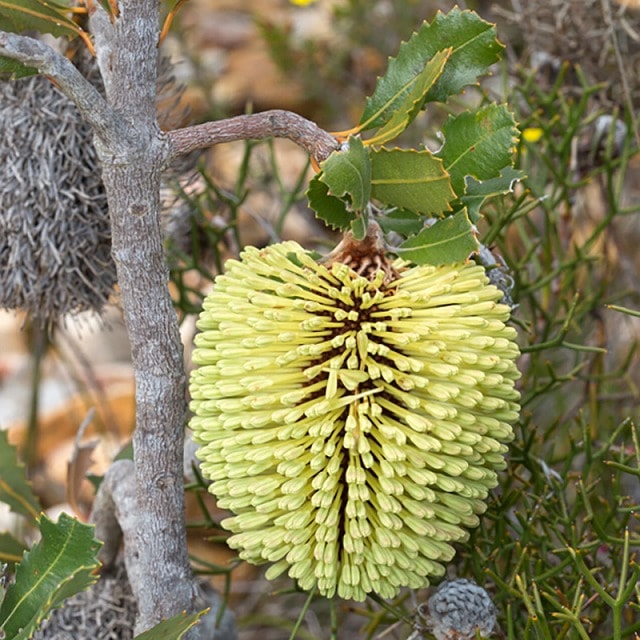地植えバンクシア 4種類セット 地植えバンクシア 4種類セット 地