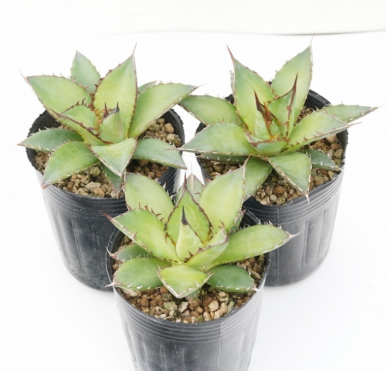 �����١��ۥ�����������Ʋİ�����Ω�Ƴ� ��2��ݥåȡ�3�ݥåȥ��å�