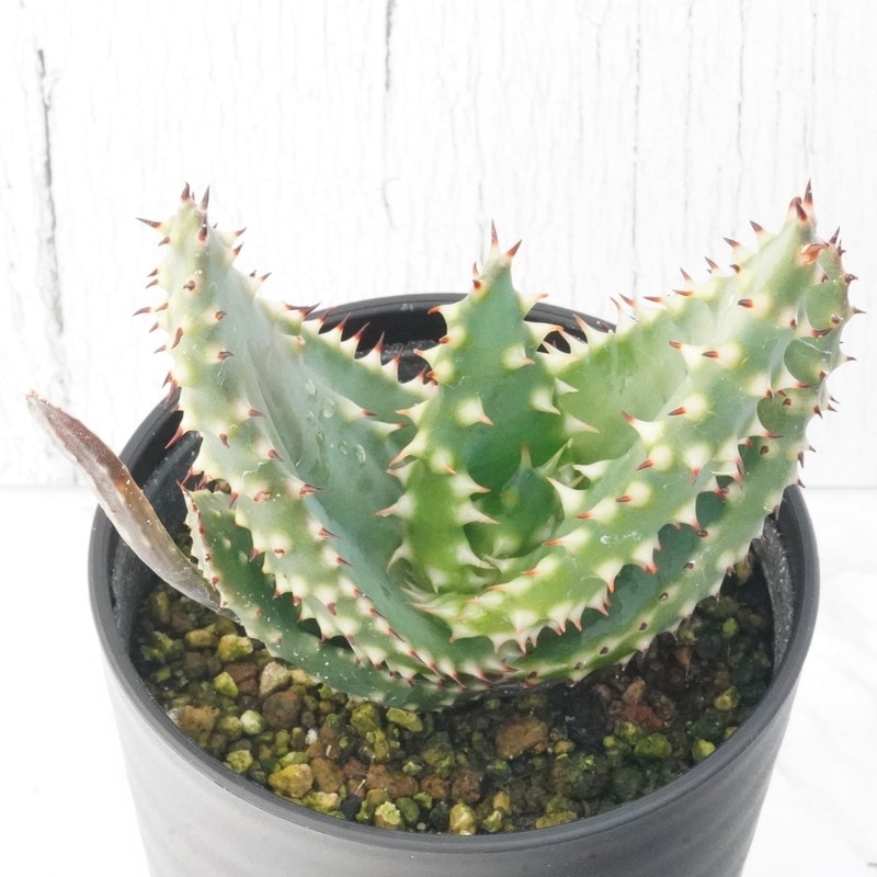 アロエ・アキュレアタ「スーパー・スパイニー」 3.5号鉢 | | 多肉