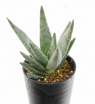 ���������ǥ����ȥޡ֥ʥޥ���ס�3.5�楻�饢����ȭ