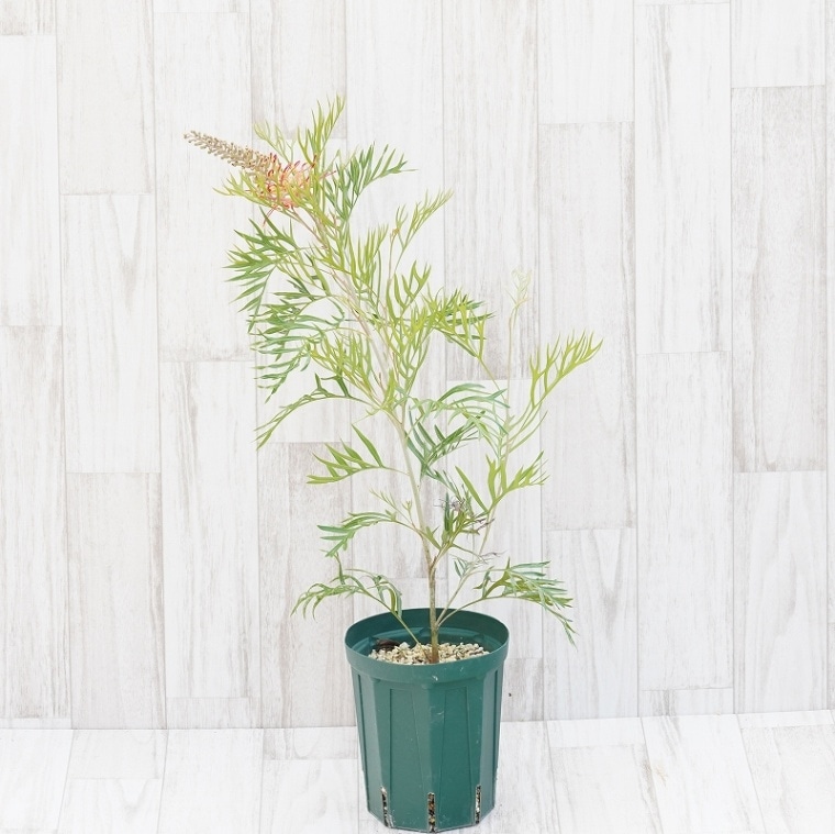 超希少！グレープグレビリア　8号鉢 グレビレア：サパーブ8号鉢植え の通販 | 園芸ネット