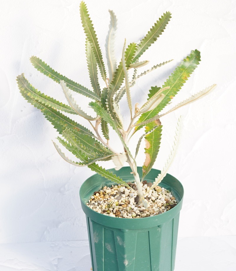 バンクシア　バーディティ　6号 バンクシア・バーデッティ 4号ロングスリット鉢 | | ネイティブ