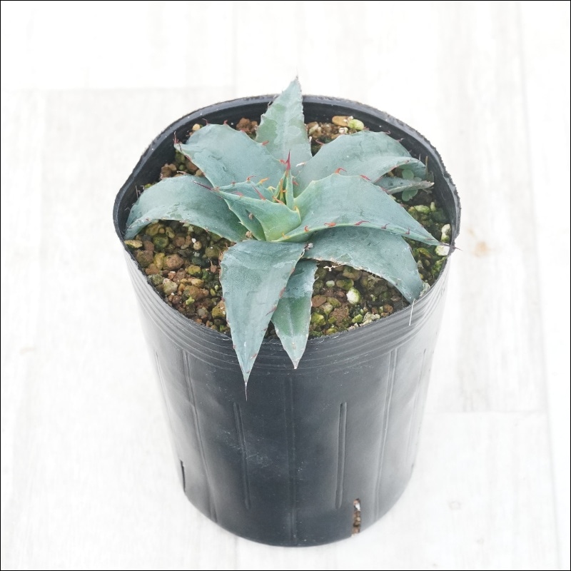 アガベ　ハイブリッド　ショータイム アガベ「ショー・タイム（Sho-Time）」交配種（オバティフォリア x