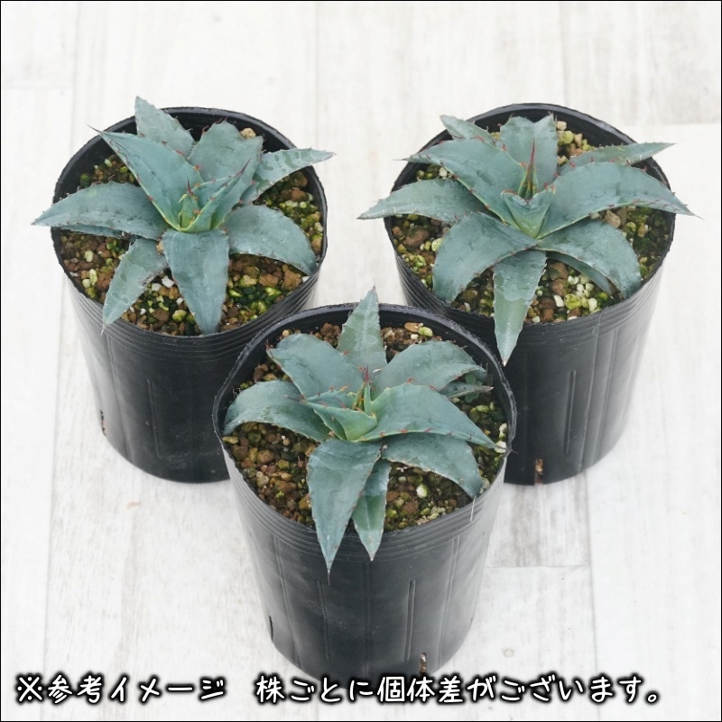 アガベ「ショー・タイム（Sho-Time）」交配種（オバティフォリア x