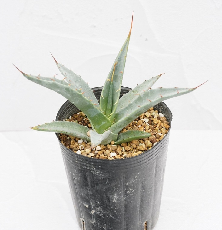 アガベ 50株程度 デザーティ　苗 アガベ デザーティ 【多肉植物 3.5号／1個売り】｜ 【植物の