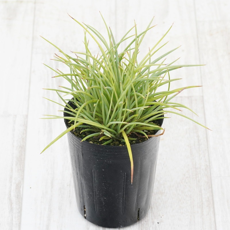 特選メリクロン株】アガベ・ジェミニフローラ「ラスタマン」 3号ロング