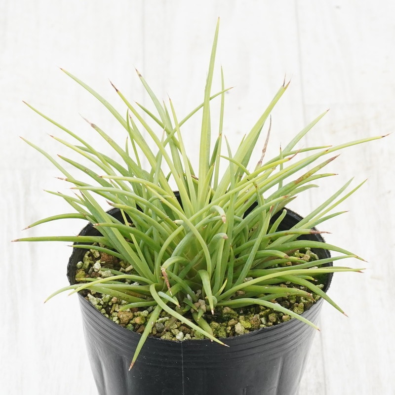 超特大 ジェミニフローラ（ゲミニフローラ）鉢底から90cm 幅 90cm