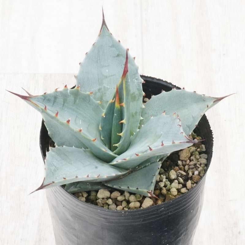 アガベ エボリスピナ特大サイズ ボール型 ロングスピン　スペシャル Yahoo!オークション -「アガベ エボリスピナ」の落札相場・落札価格