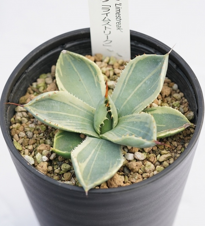 �����١��ѥ꡼���ȥ�󥫡������饤�ॹ�ȥ꡼������ꥯ�������3.5�楻�饢����ȭ