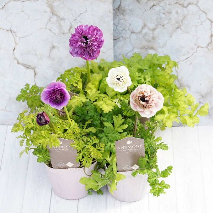 アネモネ「アンアリス」”プレミアム” ミックスカラー2年生充実株 3.5号