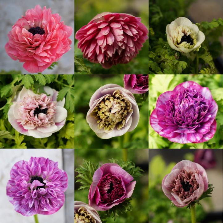 アネモネ「アンアリス」”プレミアム” ミックスカラー2年生充実株 3.5号