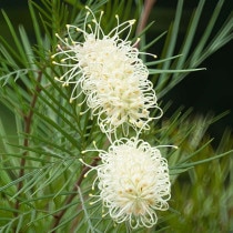 引き取り限定バンクシアスピヌローサ8号（プロテア、グレビレア）