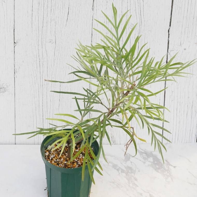 グレビレア・バンクシー・フォーステリー 4号ロングスリット鉢