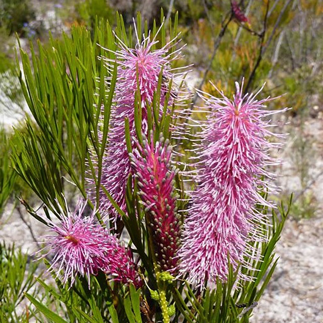 花冷え。のマツリ(Gt./Vo.)さんのピック 非売品 激レア グレビレア「ビッグ・バード」4号ロングスリット鉢 | | ネイティブ