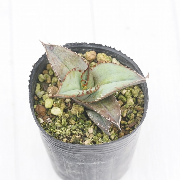 �����١����ƥ���(�����Υ������꡼���2����󥰥ݥå�