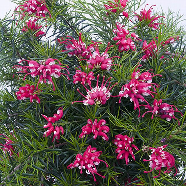 グレビレアカランドラジェム超希少品種オージープランツ