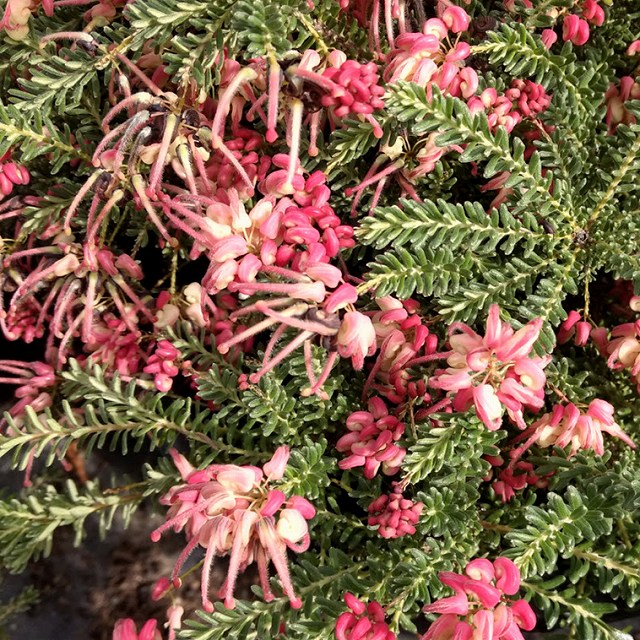 グレビレア「コースタル・ジェム」4号ロングスリット鉢 | | ネイティブ