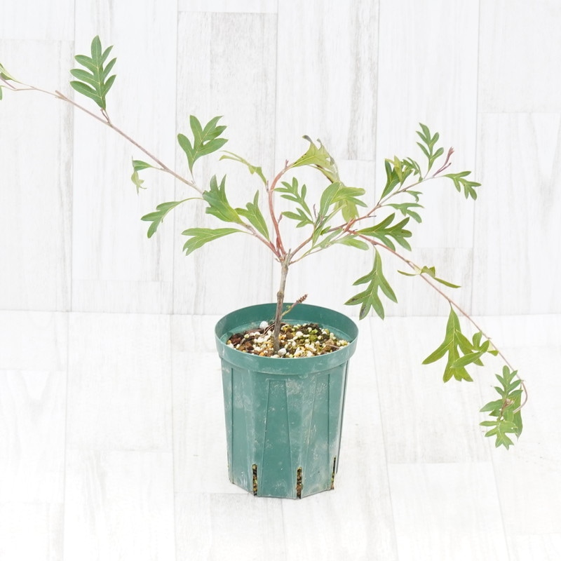 グレビレア・ガウディチャウディ 4号ロングスリット鉢 | | ネイティブ