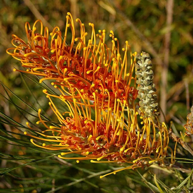 グレビレア「ハニー・ジェム」4号ロングスリット鉢 | | ネイティブ