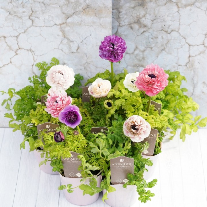 アネモネ「アンアリス」”プレミアム” ミックスカラー2年生充実株 3.5号