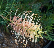 バンクシア　ミーディア　6号（プロテア、グレビレア、リューカデンドロン） バンクシア ミーディア 6号（プロテア、グレビレア、リューカ