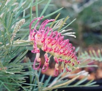 バンクシア　ミーディア　6号（プロテア、グレビレア、リューカデンドロン） バンクシア ミーディア 6号（プロテア、グレビレア、リューカ