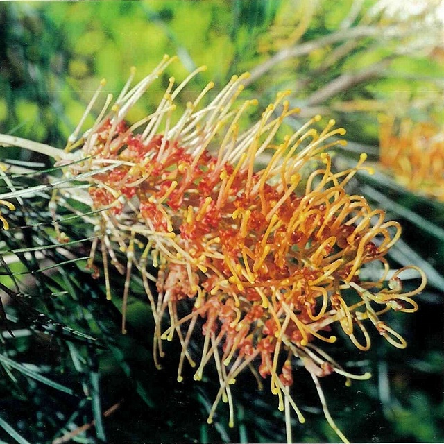 グレビレア「リトル・ハニー」 4号ロングスリット鉢 | | ネイティブ