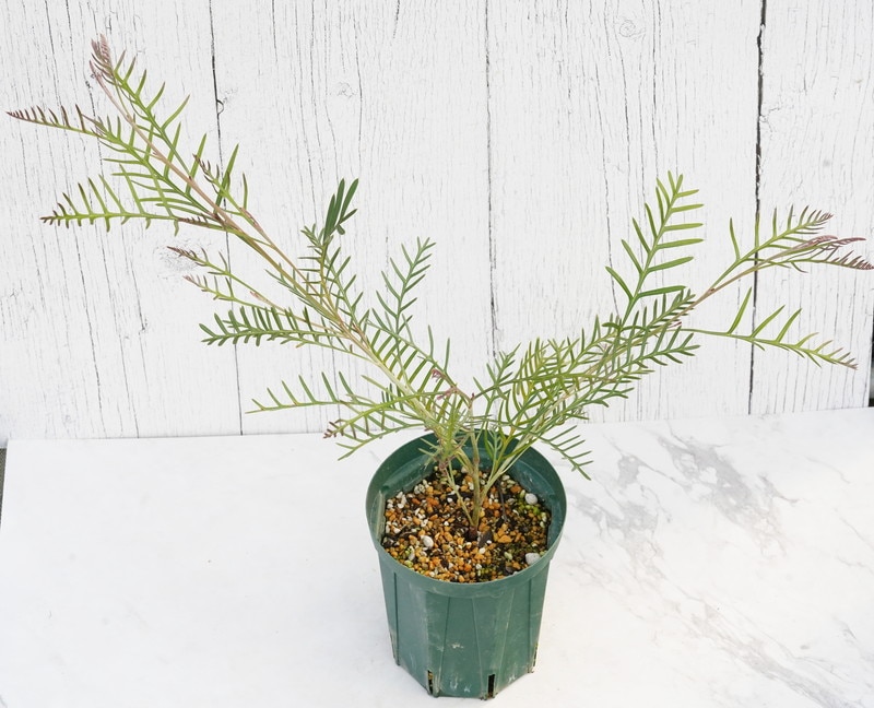 グレビレア「レッド・フックス」 4号ロングスリット鉢 | | ネイティブ