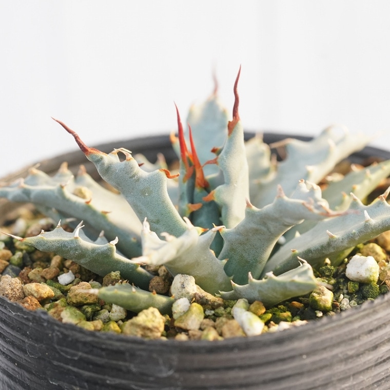 �ڼ�����ȴ�ۥ����١��楿���󥷥��֥ͥХǥ󥷥��� �۱ꡡ3����󥰥ݥå�