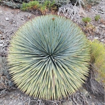 �إ��ڥ���å��������åץ쥤��3����󥰥ݥå�