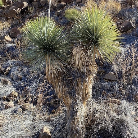 引取限定)ユッカ トンプソニアーナ Yucca thompsoniana