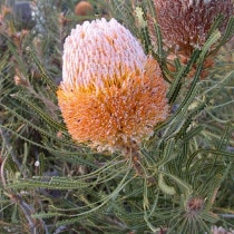 �������꾦�ʡۥХ󥯥������ա����ꥢ�ʡ�4����󥰥���å�ȭ