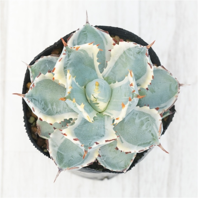 アガベ・カブトガニ錦 3号ロングポット | | アガベ（リュウゼツラン