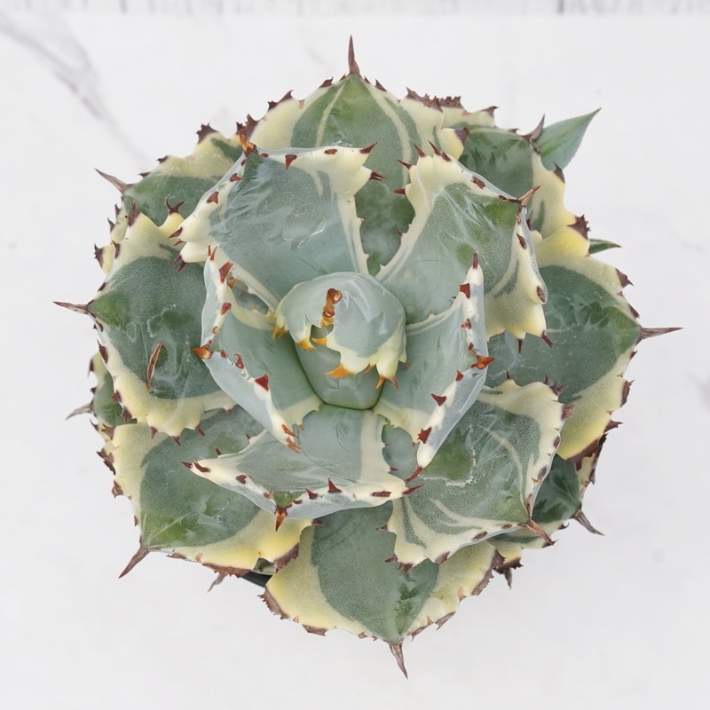 アガベ イシスメンシス カブトガニ錦 3年育成 美株 希少品 アガベ イシスメンシス カブトガニ錦 3年育成 美株 希少品