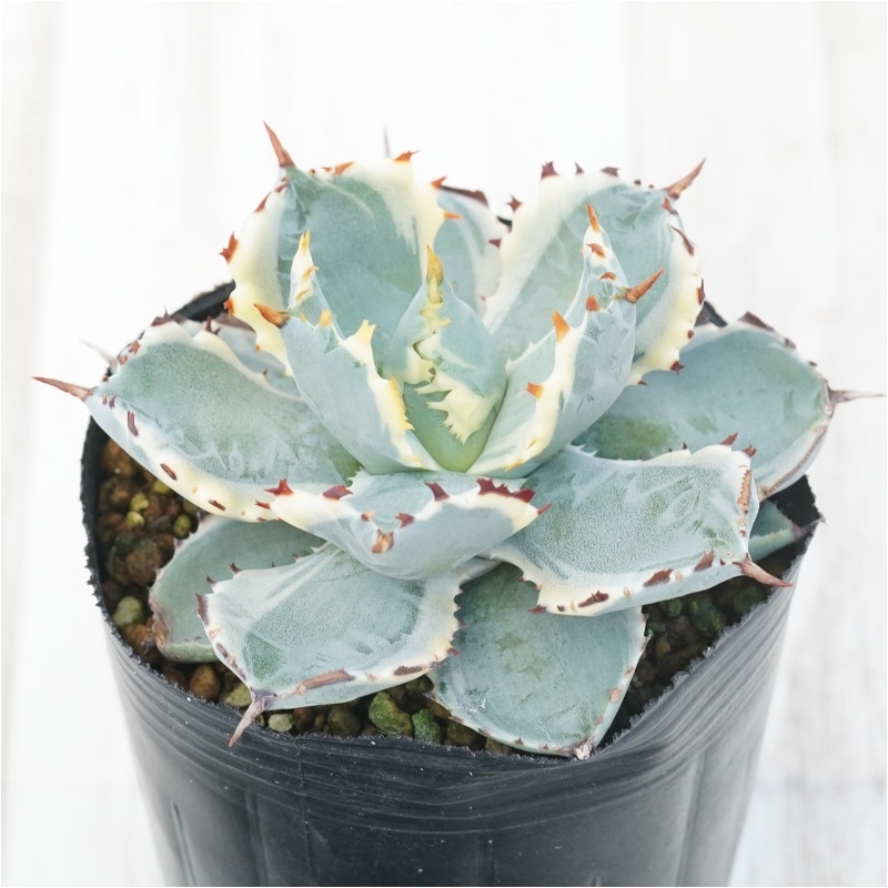 アガベ イシスメンシス カブトガニ錦 3年育成 美株 希少品 アガベ・カブトガニ錦 3号ロングポット | | アガベ（リュウゼツラン