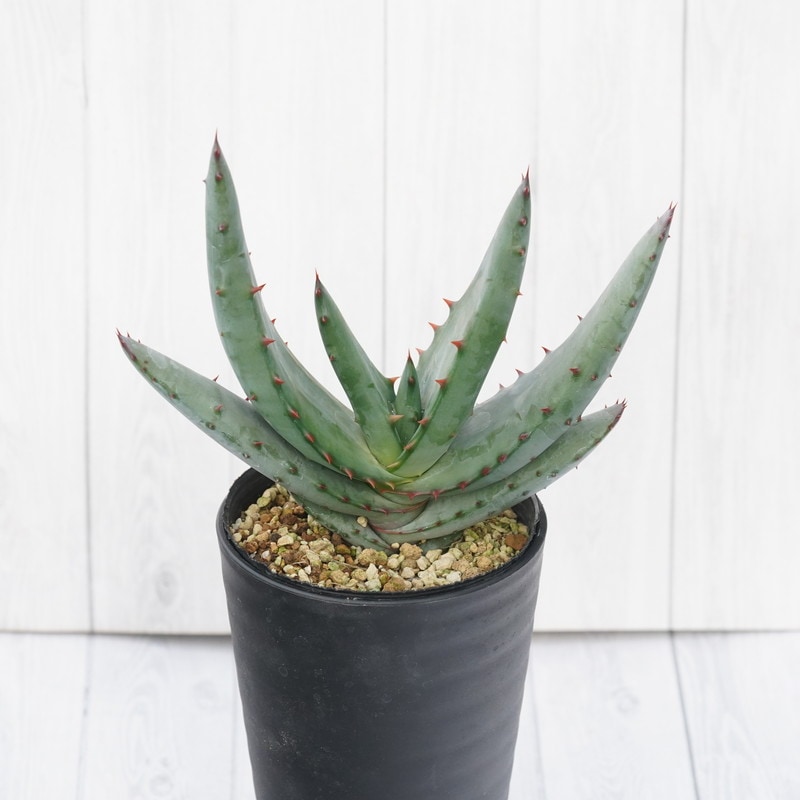 ���������ե����å�����3����󥰥ݥå�