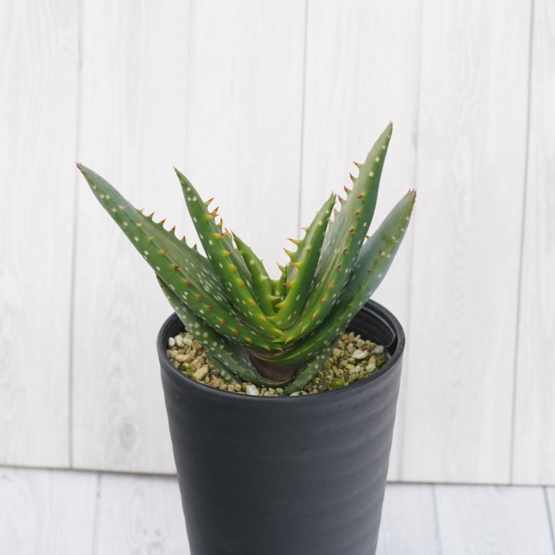 ミスター　アロエまとめ アロエ・ミクロスティグマ 3.5号鉢 | | 多肉・塊根植物,アロエ | 四国